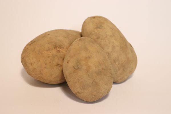 Kartoffeln festkochend 